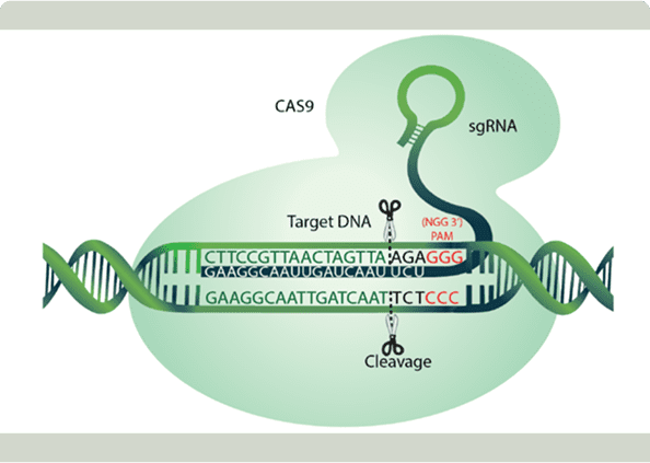 CRISPR-Cas9 gene editing diagram