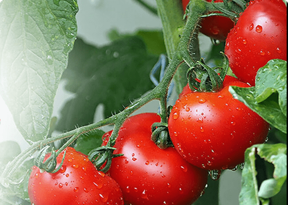 Fresh red tomatoes on vine