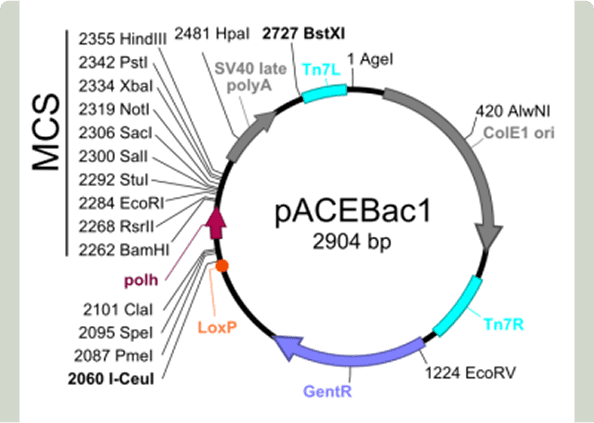 Plasmid map with restriction sites