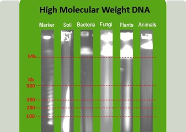 DNA gel electrophoresis bands