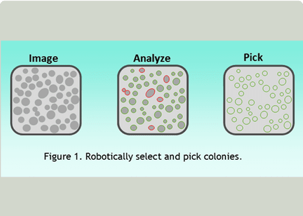 Automated colony picking illustration