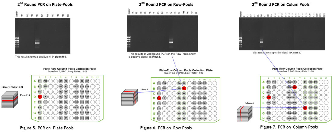 MRI scan analysis with highlighted sections