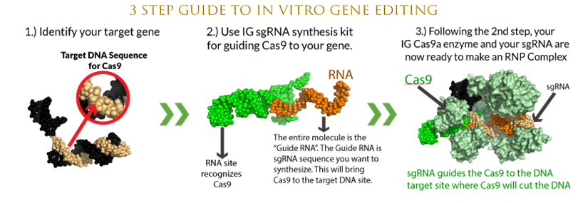 In vitro gene editing steps