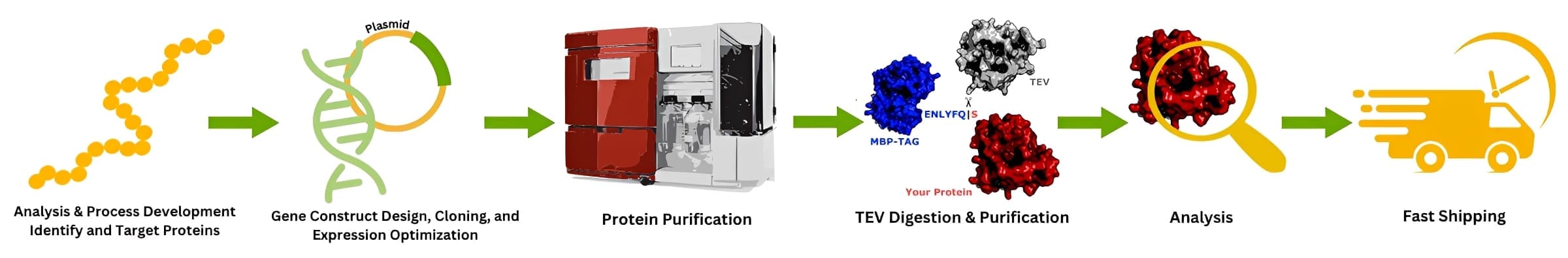 Protein analysis and delivery process diagram