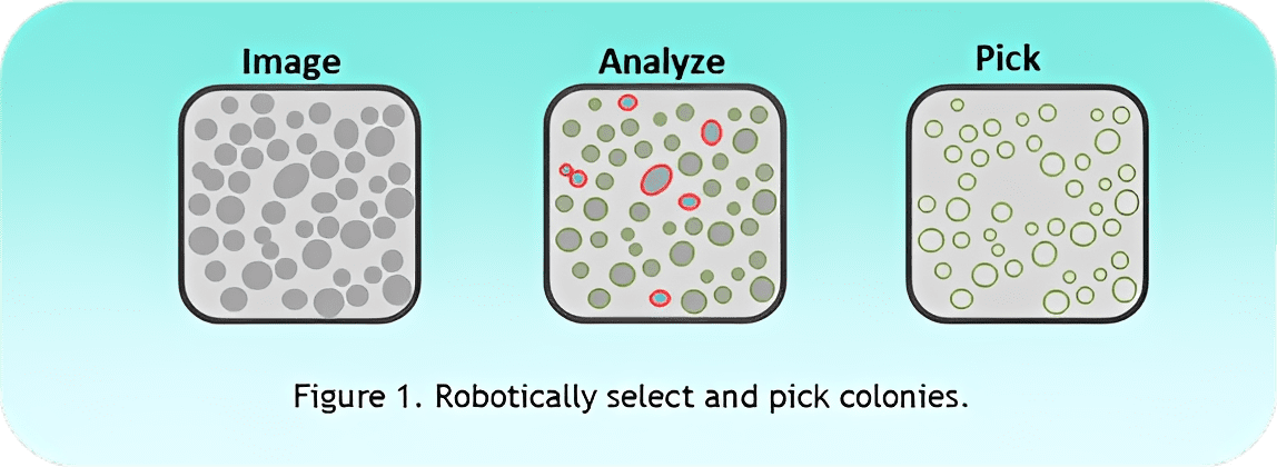 Robotic colony analysis and selection.