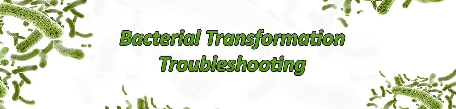 At Intact Genomics, we are committed to making your research as successful as possible. With this in mind, please find a few tips to help you troubleshoot your bacterial transformation experiments.