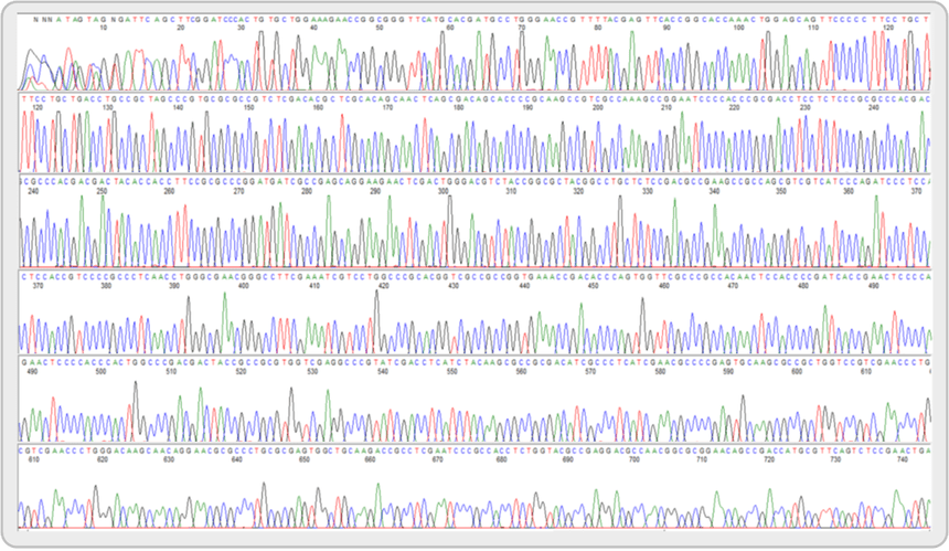 Chromatogram showing DNA base pairs