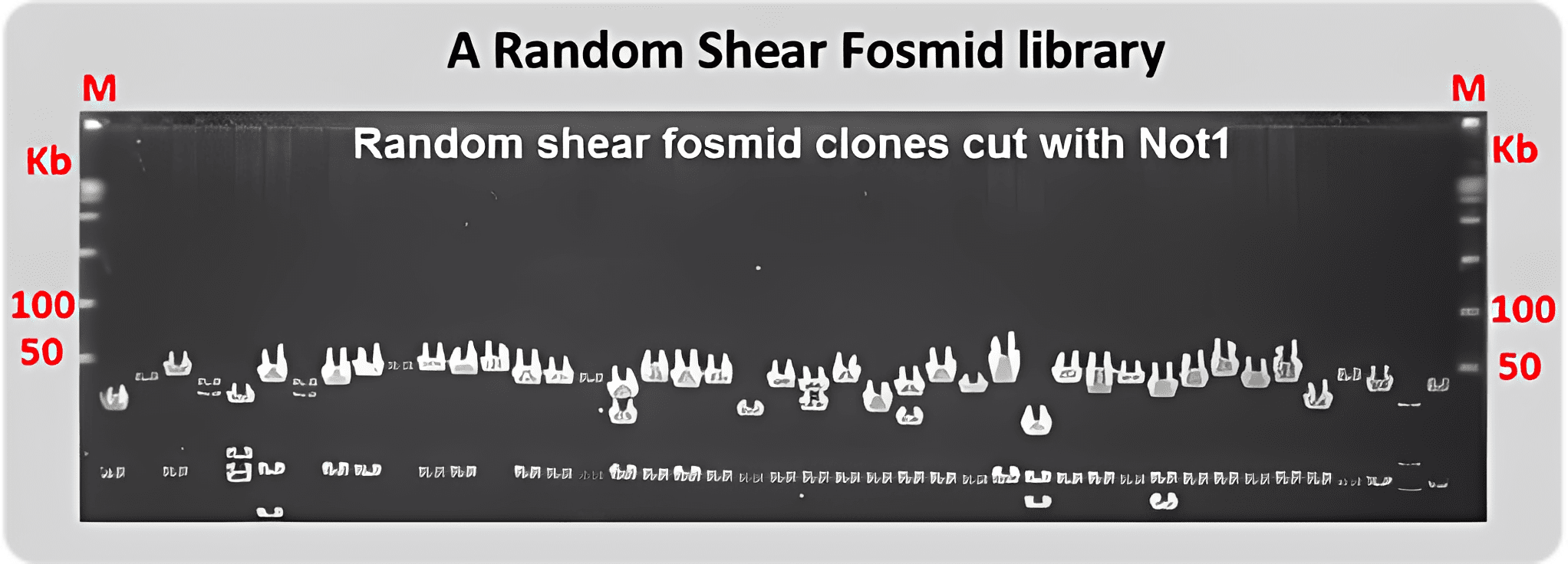 DNA fragments on gel electrophoresis