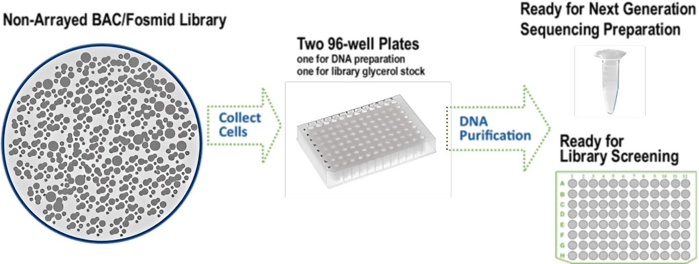 Cell collection and DNA purification process