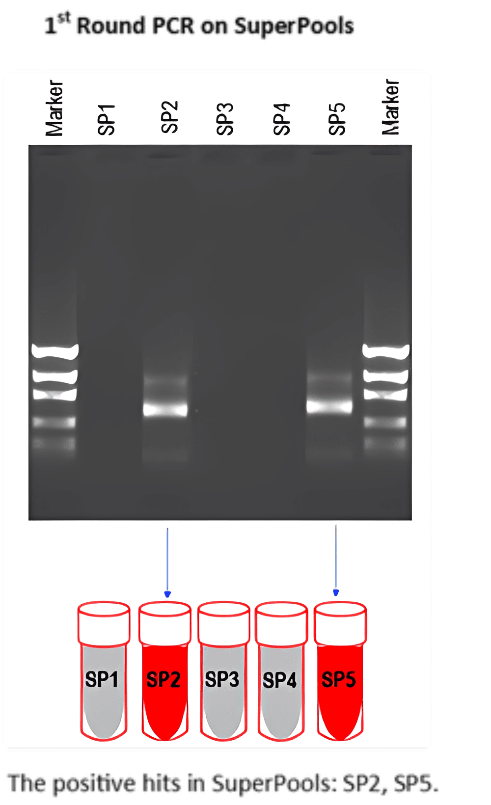 DNA bands and test tube diagram