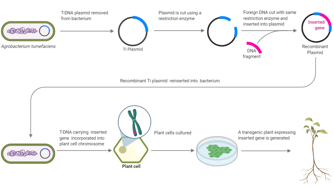 Plant transformation using recombinant DNA
