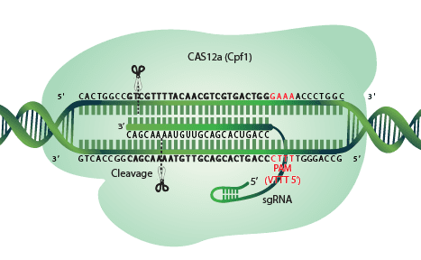Schematic of CRISPR-Cas12a mechanism