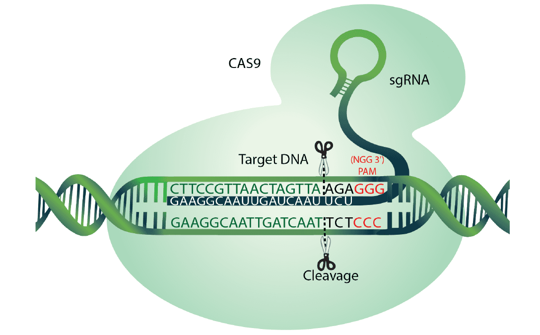 Visualization of DNA cleavage by CRISPR-Cas9