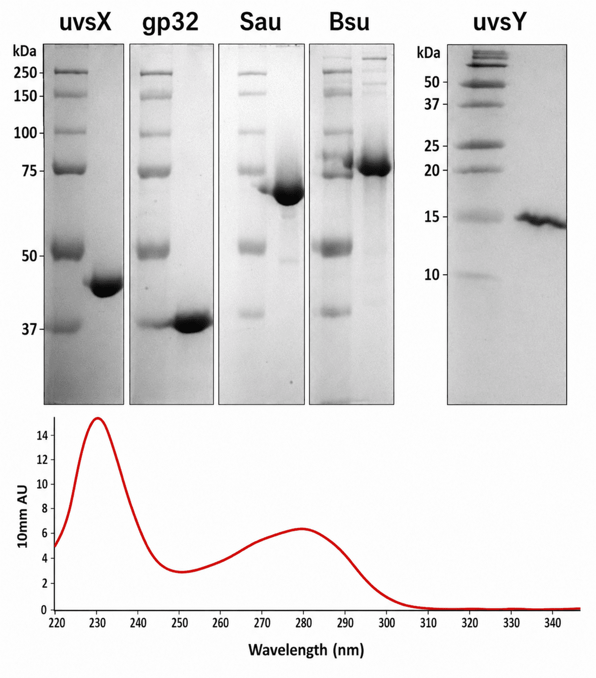 Protein gel electrophoresis and absorption spectrum