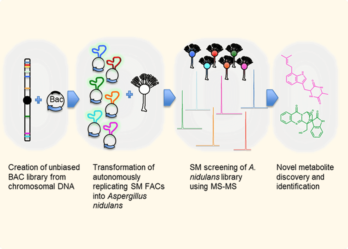 Transformation and screening in microbial research
