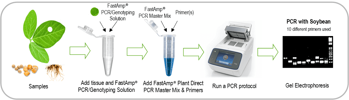 Steps for soybean DNA analysis