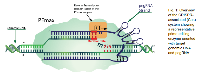 CRISPR-Cas system diagram with annotations