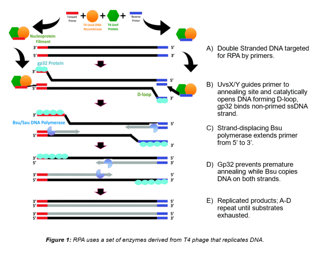 T4 phage enzyme DNA replication