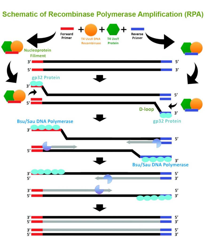 RPA schematic showing DNA amplification process