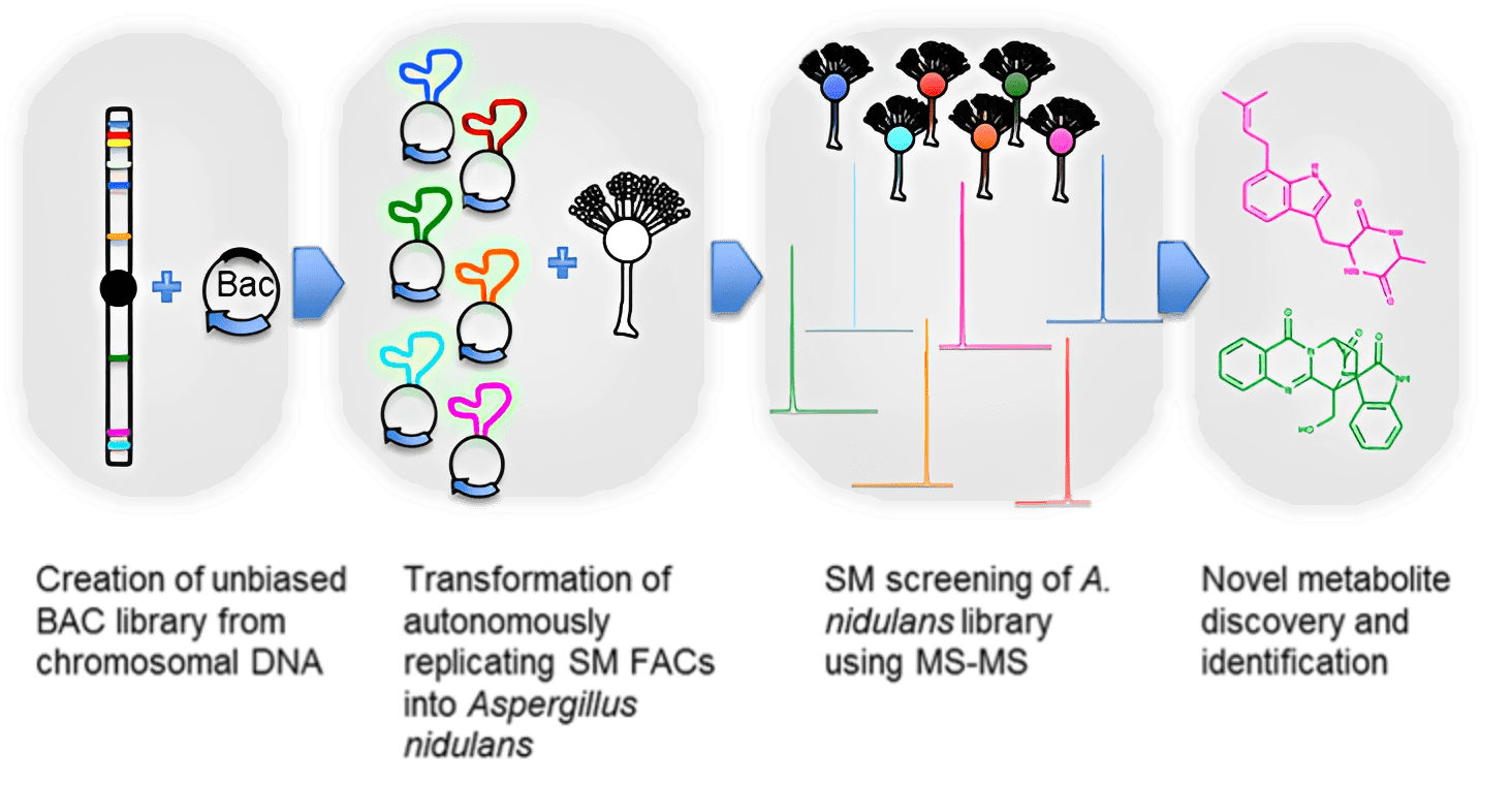 Biological process diagram with colored structures