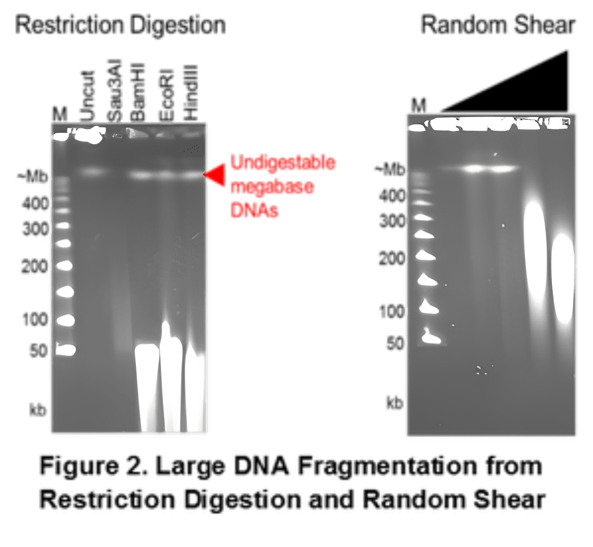 Gel lanes showing DNA bands and markers