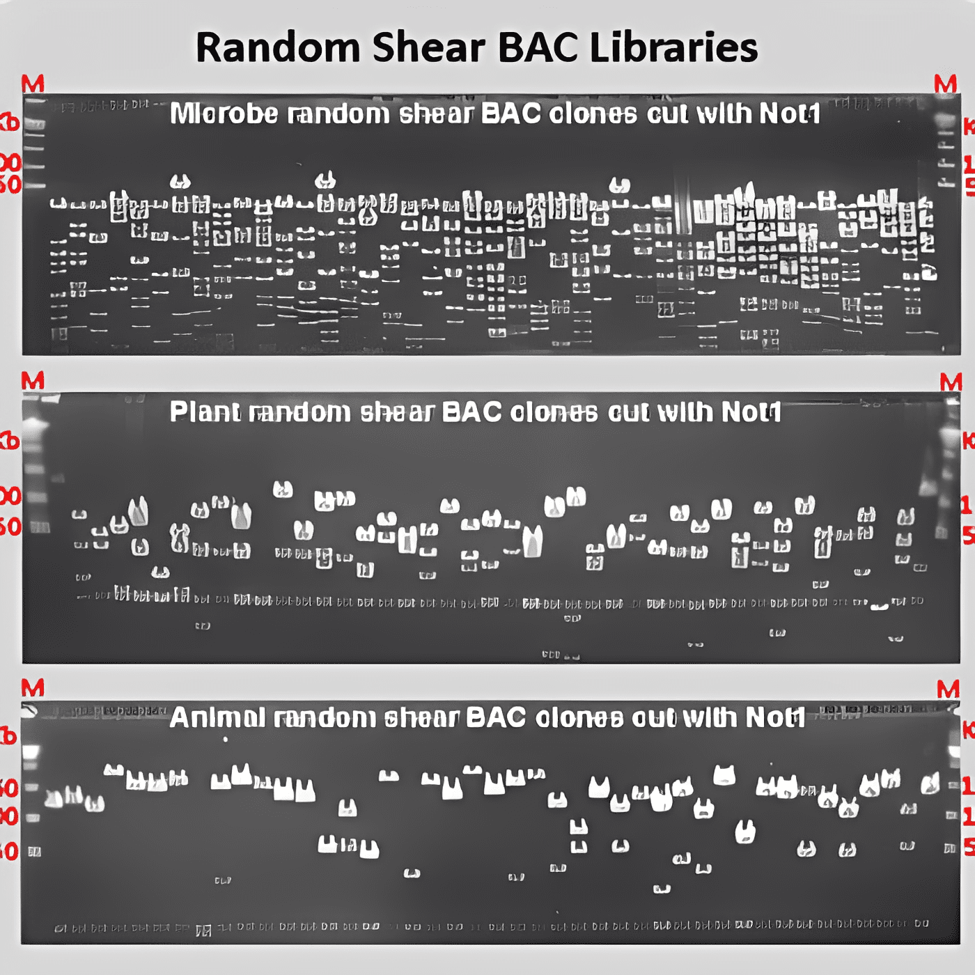 BAC clone patterns on gel electrophoresis