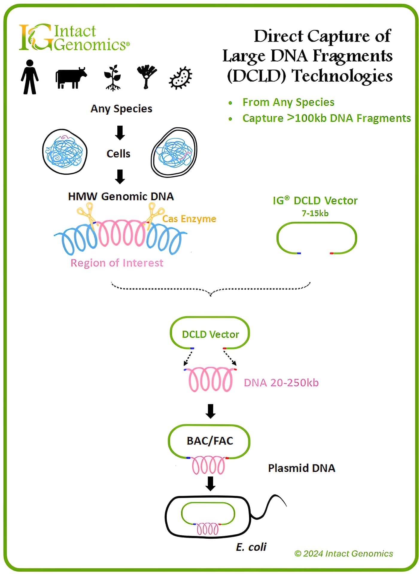 Large DNA fragments extraction