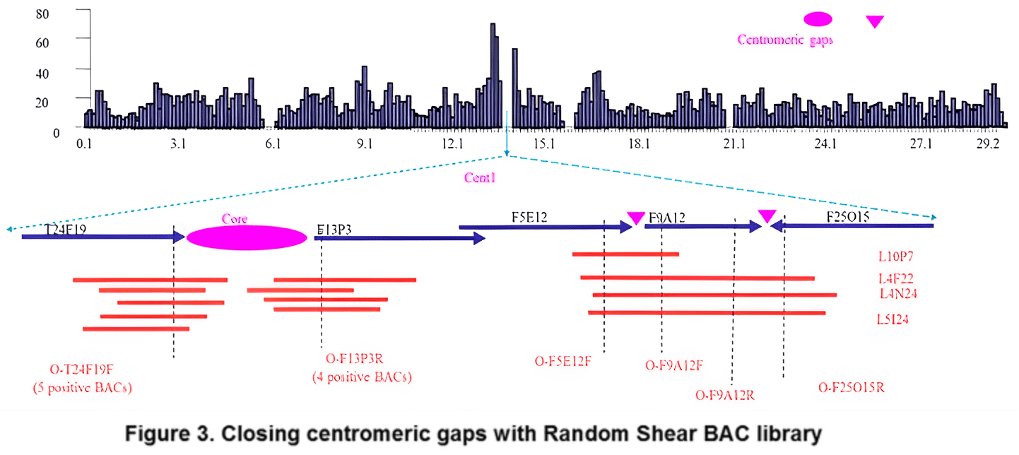 Chromosome map with markers and labels