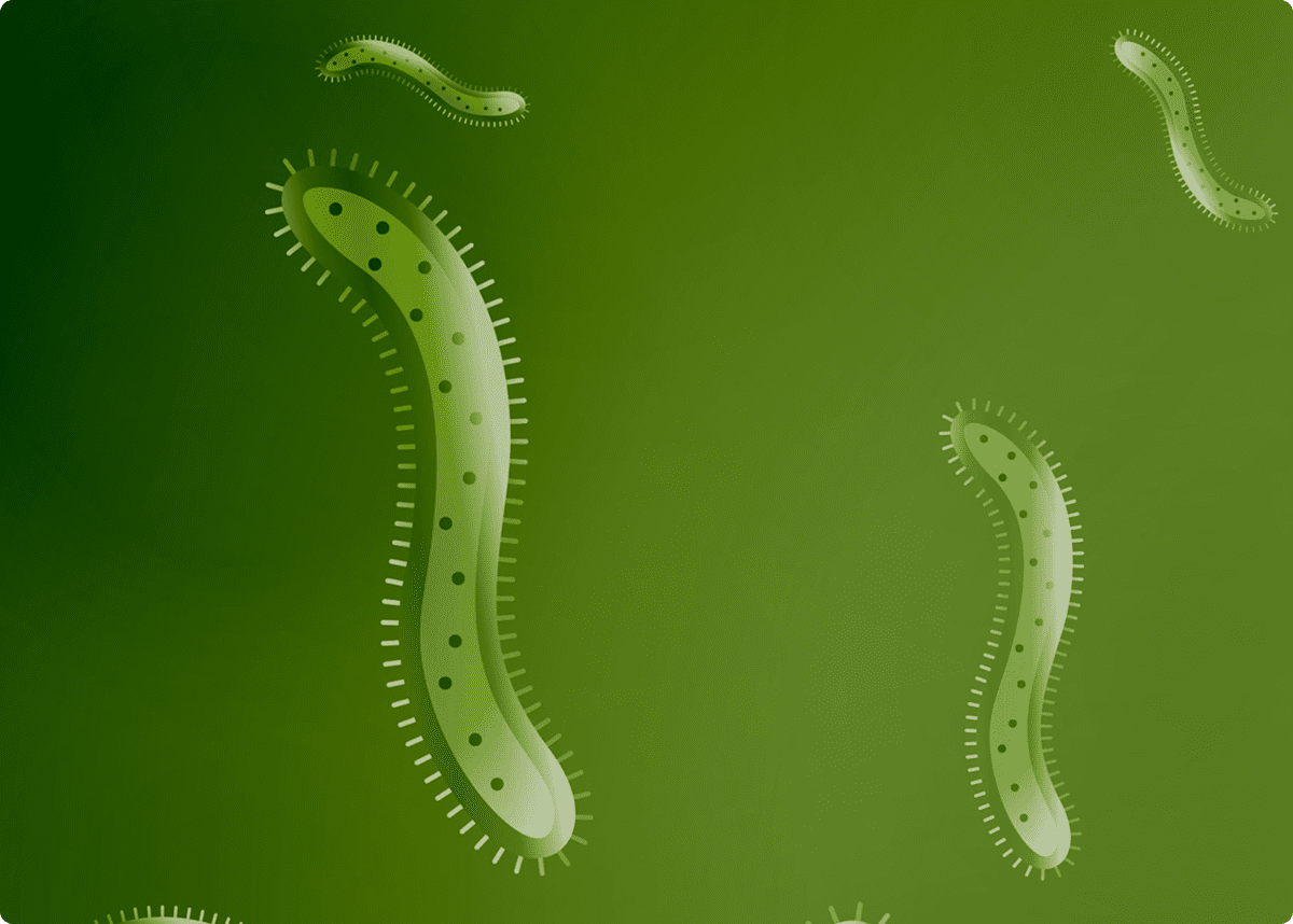 Microscopic view of green bacteria cells