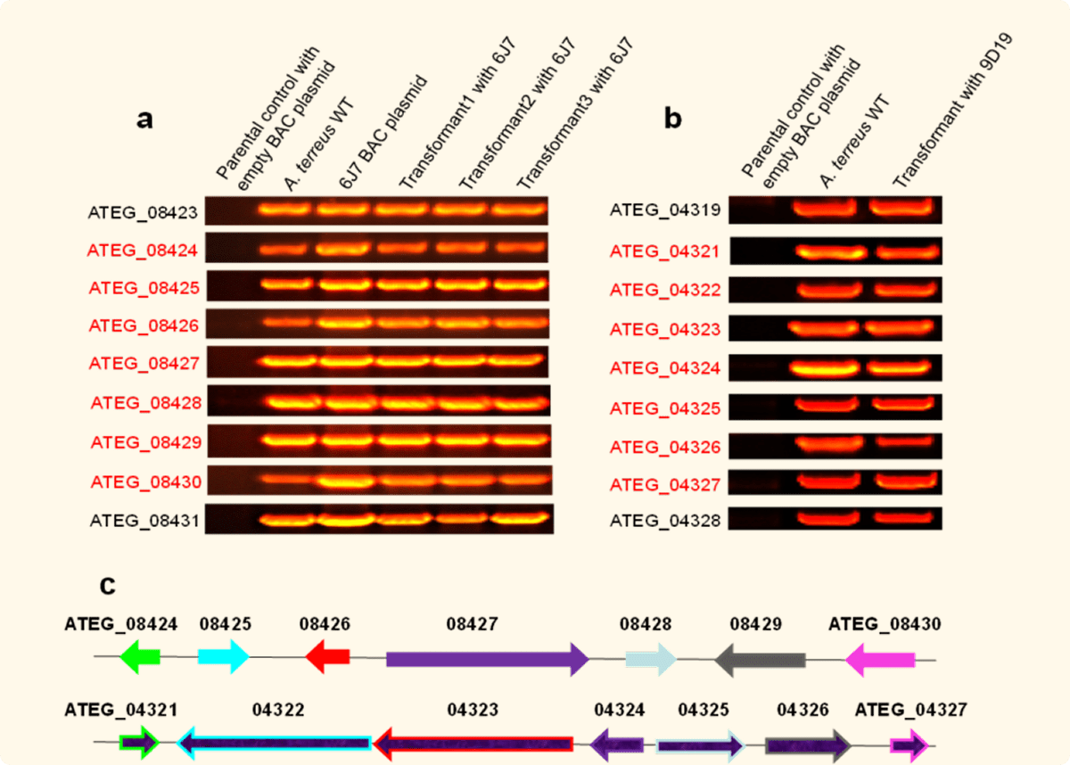 Comparative gene study visualization