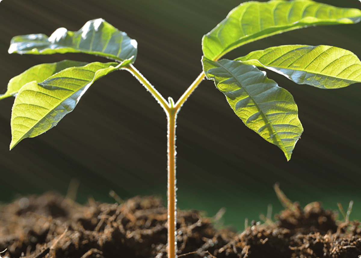 Green seedling with sunlight rays