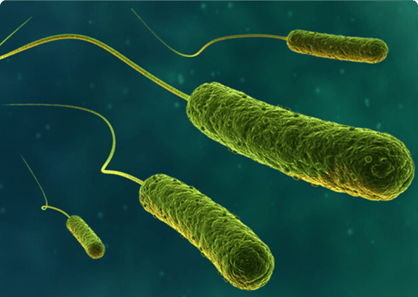 Green bacteria with flagella on blue background