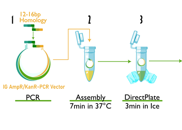 PCR process illustration with vector assembly