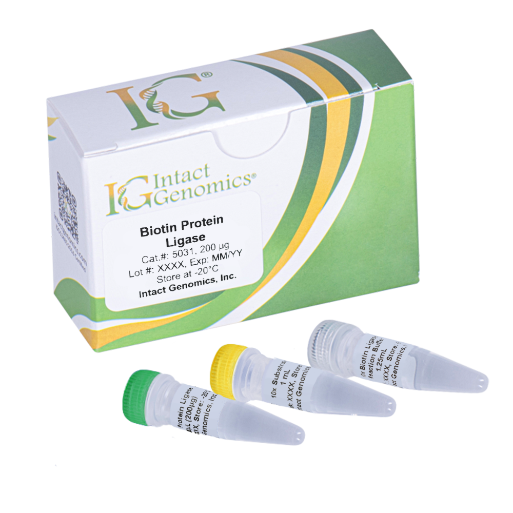 Biotin Protein Ligase