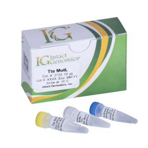 Tte MutL Protein