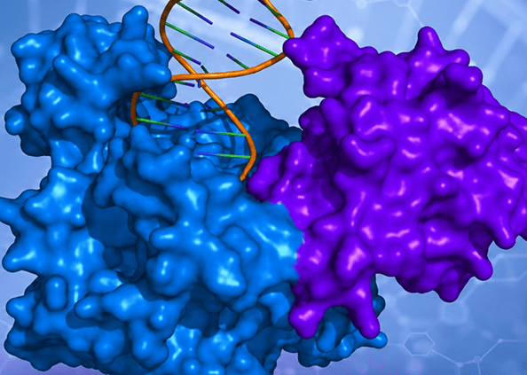 RPA Enzymes